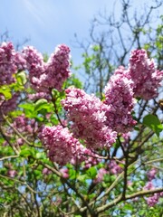 Obraz premium Pink lilac flowers blooming on tree branches against blue sky with fresh green leaves in spring sunlight. Image represents renewal, fragrance, romance and joyful awakening of nature