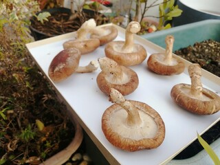 自宅でしいたけを天日干ししている気軽な写真