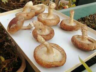 自宅でしいたけを天日干ししている気軽な写真