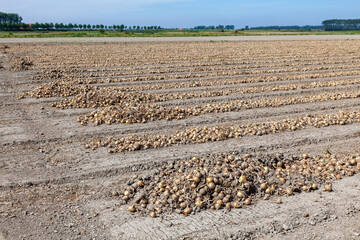 Uien liggen te drogen op de akker, daarna worden de uien van het veld gehaald en verwerkt