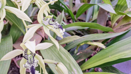 Fototapeta premium Close-Up of Black Orchid Coelogyne Pandurata Flower