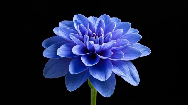 A single blue flower with delicate petals and a dark background