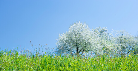 Bl&uuml;hende Obstb&auml;ume in einer gelben Fr&uuml;hlingswiese
