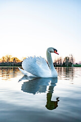 Wei&szlig;er schwan in einem blauen See