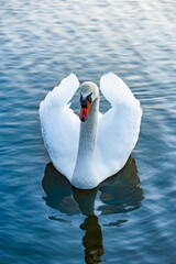 Wei&szlig;er schwan in einem blauen See