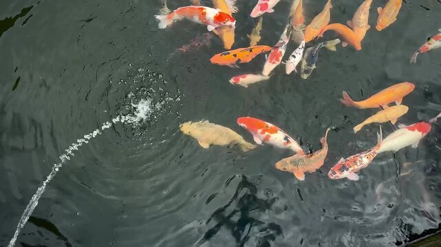 koi fish gather near the water fountain