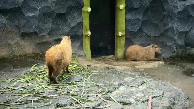 Capybaras eat casually when approached