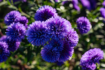 Fototapeta premium Purple asters with morning dew against a black background