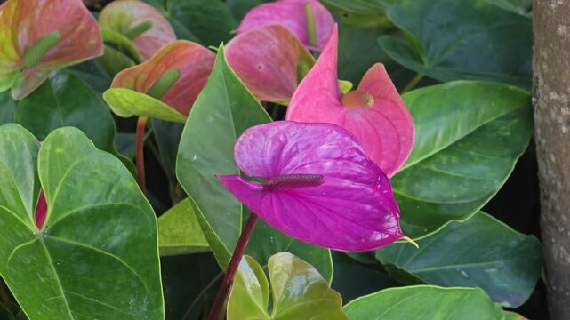 Delicate pink anthurium flower in garden