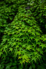Fototapeta premium Lush green japanese maple foliage background