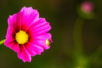A rest amid morning dew, a green stink bug on the flower core