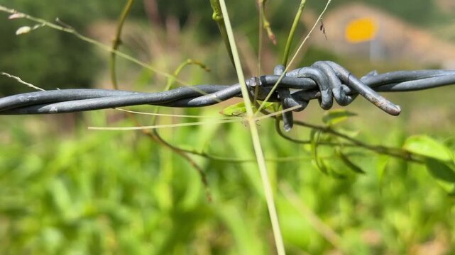 Macro view of ants crawling across sharp barbed wire, capturing natural movement of insects with cultivated farmland visible behind. Wildlife detail.
