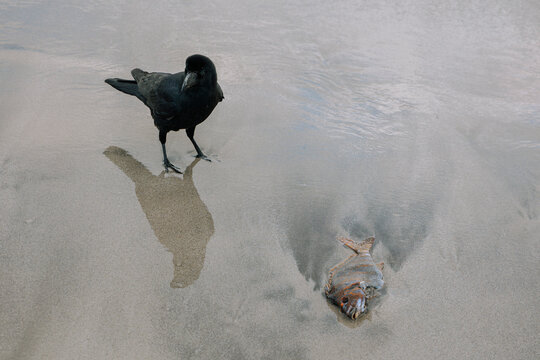 The long shadow of a crow is cast upon the wet sand, creating a sharp contrast with the desiccated remains of the fish. This composition evokes a somber, lonely, and philosophical atmosphere.