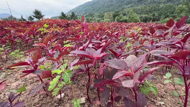 Dense red amaranth plantings show visible bed structure and soil lines, while green vegetation appears further back across the rural field. Field cultivation.