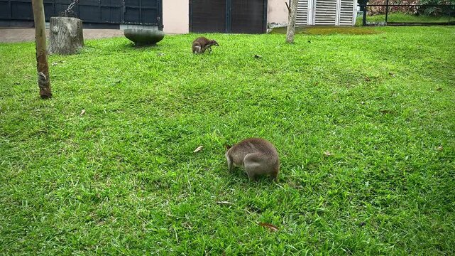 Pelandu aru (grey kangaroos) are eating on a stretch of grass in the rain