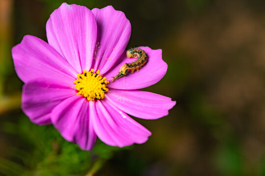 The Feeder on Pink Petals: Homoeosoma electellum and Cosmos bipinnatus