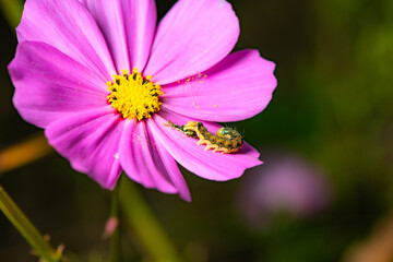 Obraz premium The Feeder on Pink Petals: Homoeosoma electellum and Cosmos bipinnatus