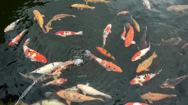 koi fish gather near the water fountain