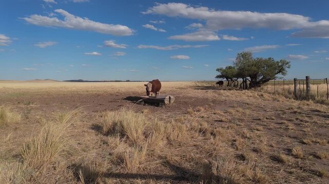 Polled hereford bull drinking from a trough. 4K