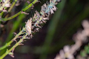 Spoladea recurvalis perches on withered flower stems.