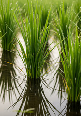 Obraz premium Rice seedlings in flooded field with water drops for agriculture and growth concept