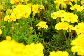 Obraz premium Yellow Marigold Flowers in Full Bloom