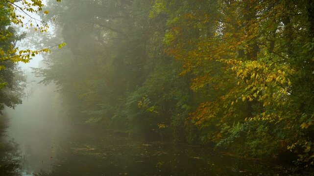 Dark forest river fading into heavy mist creating chilling scene of mystery and hidden crime. Mysterious fog melting into distant light, Full Moon Celebration. Shadowed waterway surrounded by dense