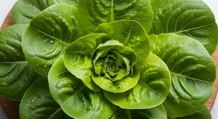 Fresh Lettuce Plant in Indoor Garden, Close-Up Photography, Vibrant and Lush Environment