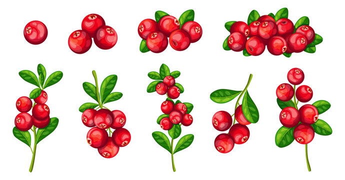 Set of red fresh cranberries in cartoon style. Vector illustration of healthy, ripe cranberries, whole, bunch, various branches with green leaves, isolated on white background. Sweet and sour berries.