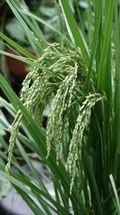 Rice field symbolizing sustainability and food supply healthy green plants centered composition inspirational agriculture theme premium stock photo quality, Realistic Photo