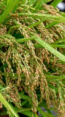 Rice field symbolizing sustainability and food supply healthy green plants centered composition inspirational agriculture theme premium stock photo quality, Realistic Photo