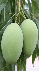 Mango fruit with organic farming background leaves and soil texture close-up composition soft daylight natural color grading, Realistic Photo