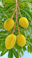 Durian fruit in sustainable tropical farm eco-friendly agriculture concept clean environment balanced composition professional commercial photography, Realistic Photo