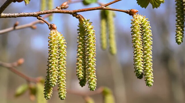 Close-up of hazel catkins on a branch in spring, nature background.