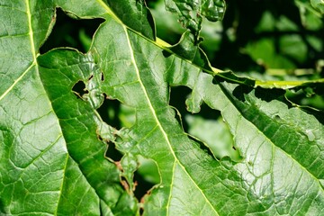 Holes in green leaf of rhubarb hybridum Murray, closeup
