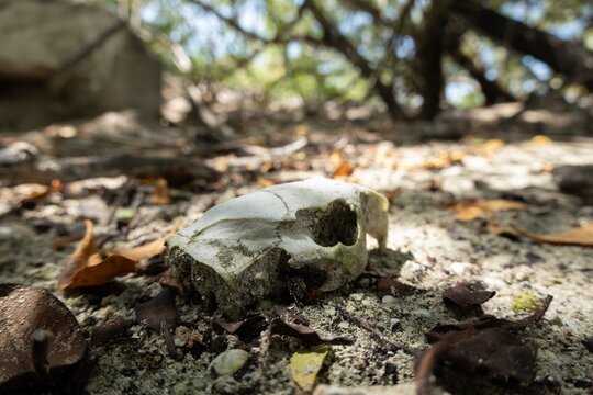 Skull of dead cuban hutia (capromys pilorides) rodent animal in Cuba