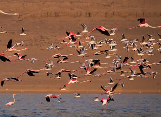 flock of flamingos
