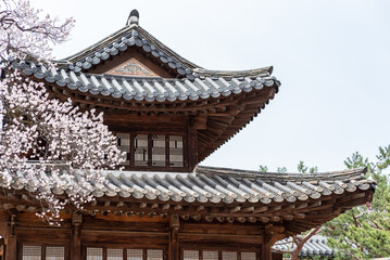 Obraz premium Traditional korean hanok roof with cherry blossoms in spring