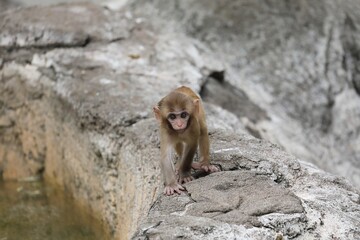 四つん這いで歩いて向かって来るアカゲザルの仔