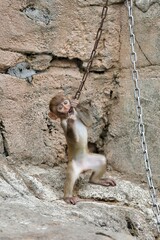 鎖で遊ぶアカゲザルの子供