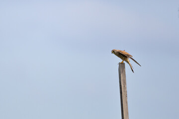 Obraz premium Common kestrel (Falco tinnunculus) perched on a post preparing for take off.