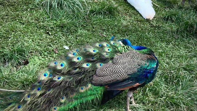 the graceful elegance of the peacock