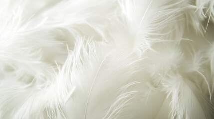 Fototapeta premium Pristine white feathery background showing intricate overlapping down creating wooly appearance, macro photography of lightweight plumes with visible barbs and fluffy texture, detailed natural