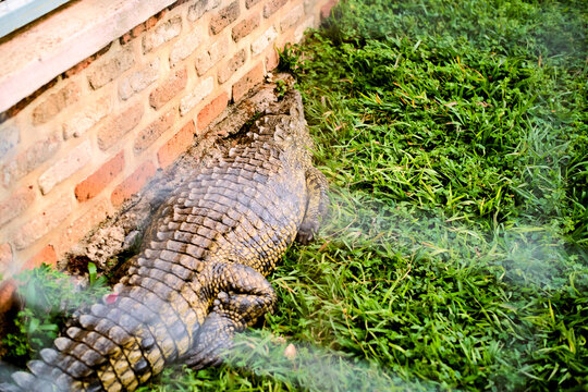 Crocodile resting on green grass near a brick wall under sunlight Kigali, Rwanda