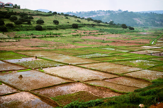 Aerial view of patchwork rice fields surrounded by hills on a cloudy day. Kigali, Rwanda