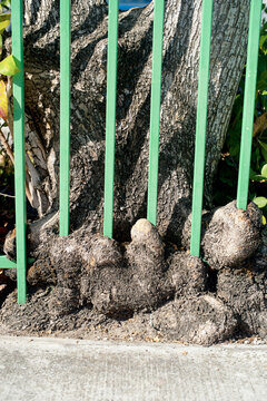 Tree trunk growing through a green metal fence, showing textures and strong growth. Miami, Florida, USA