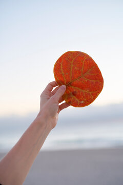 Hand holding an orange round leaf against a blurred beach and sky background. Miami, Florida, USA