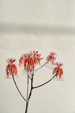 Red flowers encased in transparent cups on thin stems against a textured off-white wall. Miami, Florida, USA