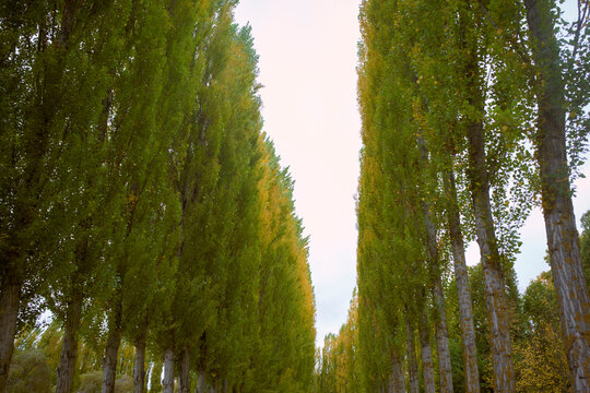 Tall trees line a path, creating a natural canopy under a clear sky. Belgium