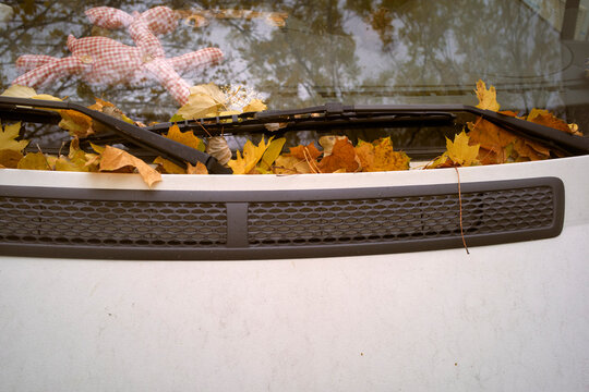Fallen autumn leaves and a checkered teddy bear on a car windshield Belgium